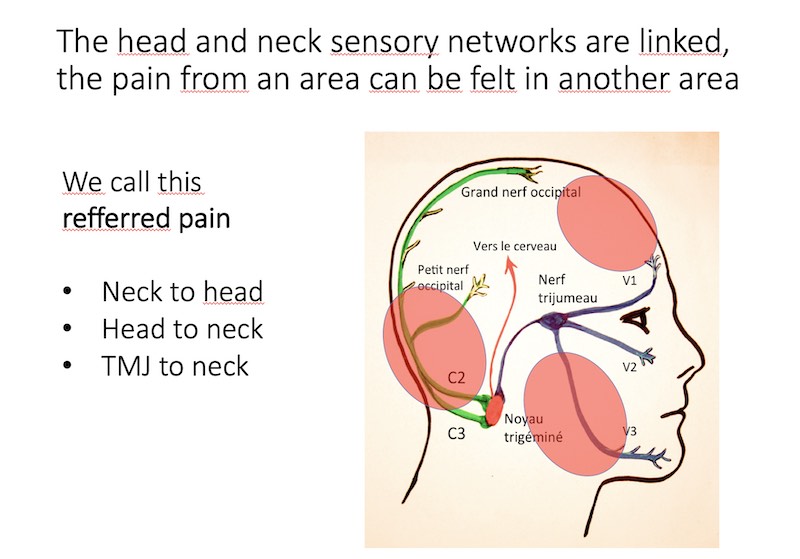 Top Ten Facts about the neck and migraines - Migraine Canada™