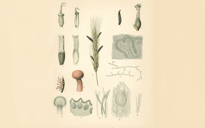 The Fascinating History of Triptans