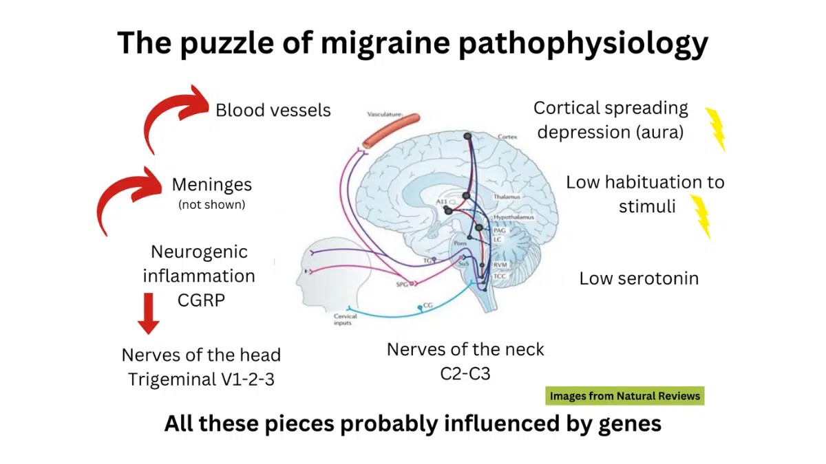 Post 007 - Migraine Mechanism